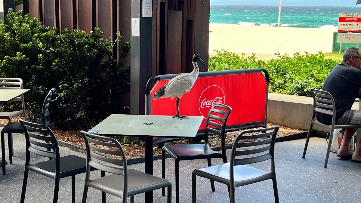 Vibe, Kurrawa Surf Club