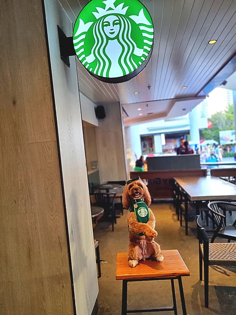 Vibe, Starbucks Cavill Ave