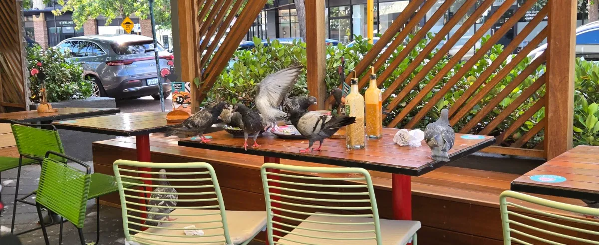 Vibe, Nando's Subiaco