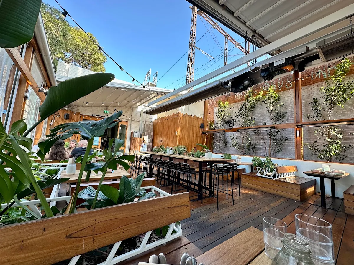Vibe, Fonda Mexican Hawthorn