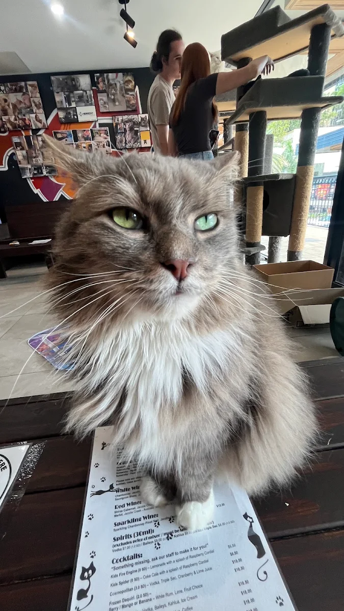 Menu, Crazy Cat Café