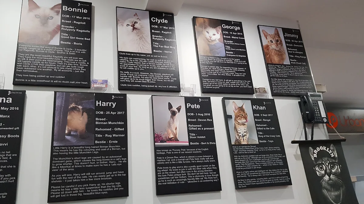 Menu, Crazy Cat Café