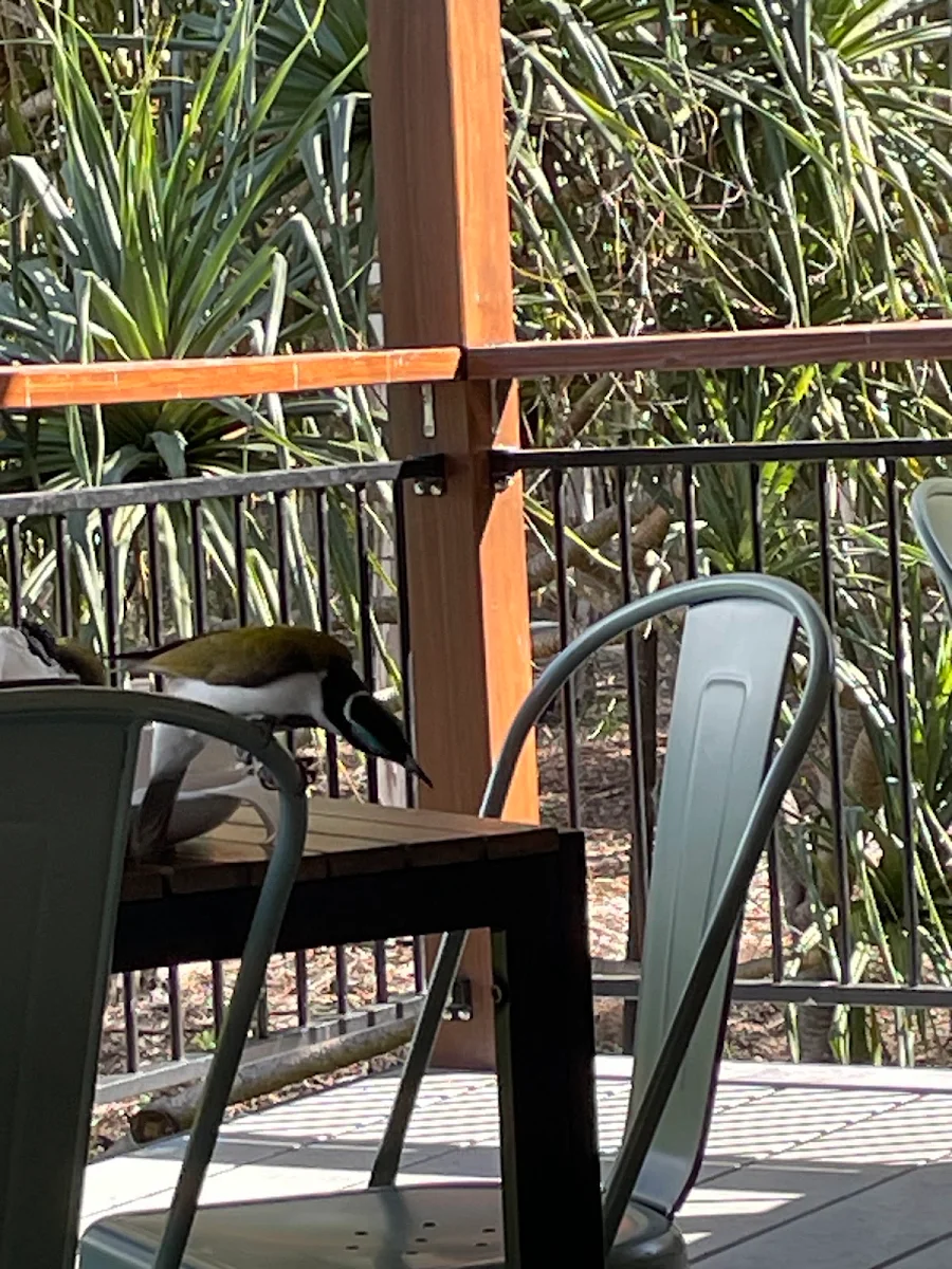 Vibe, Junction Cafe Tondoon Botanic Gardens