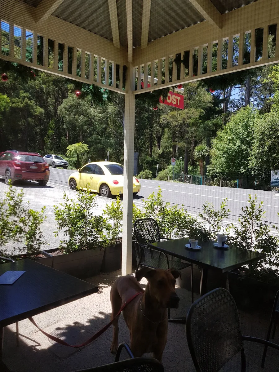 Vibe, Sassafras Cafe & Back to Earth Juice Bar