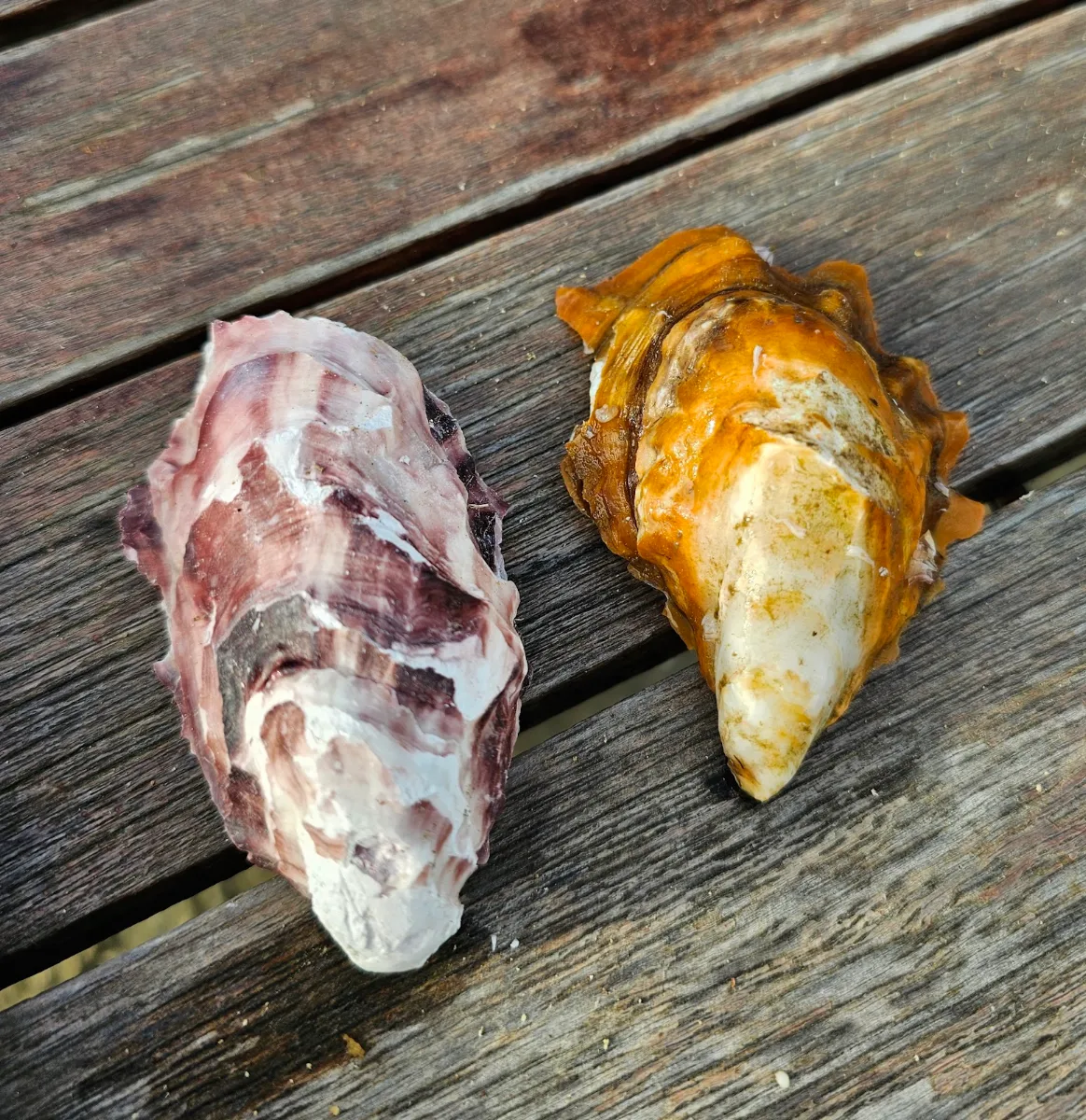 Food & drink photo 10