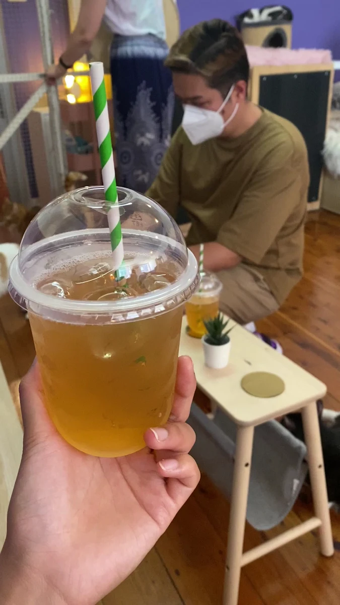 Food & drink, Catmosphere Cat Cafe