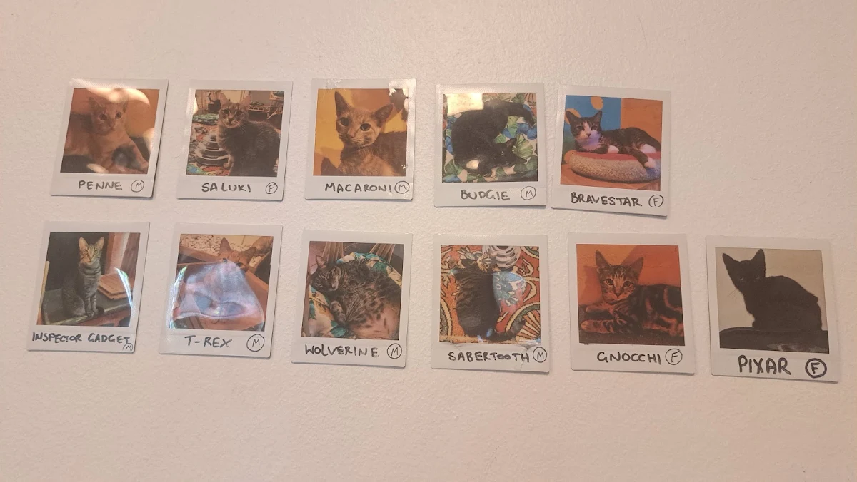 Menu, Catmosphere Cat Cafe