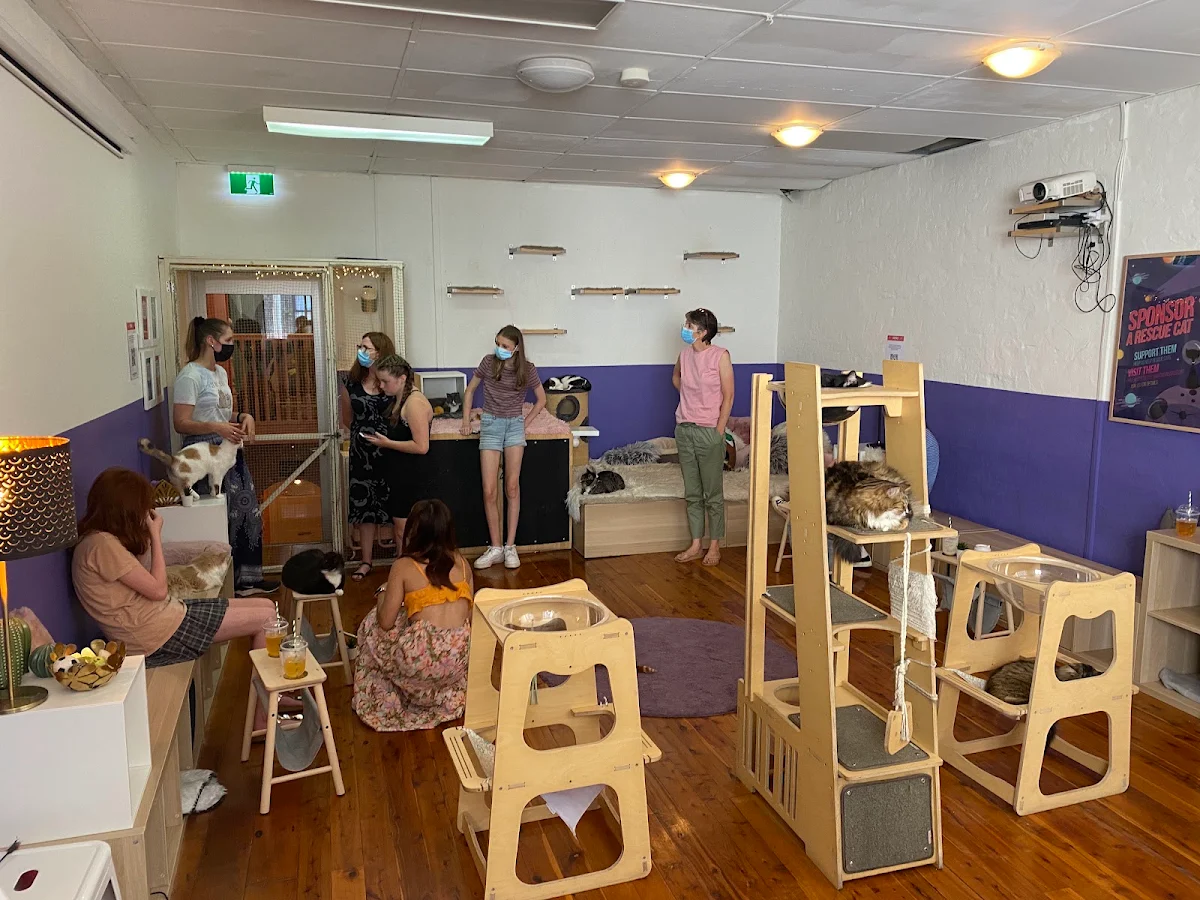 Vibe, Catmosphere Cat Cafe