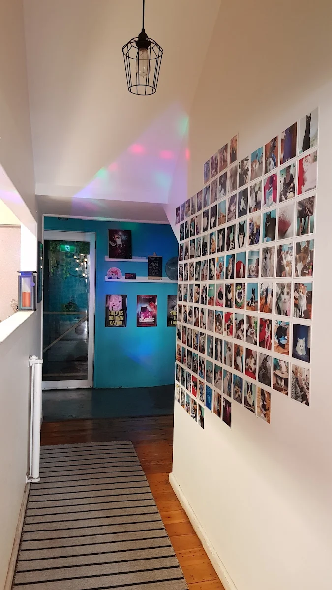 Vibe, Catmosphere Cat Cafe