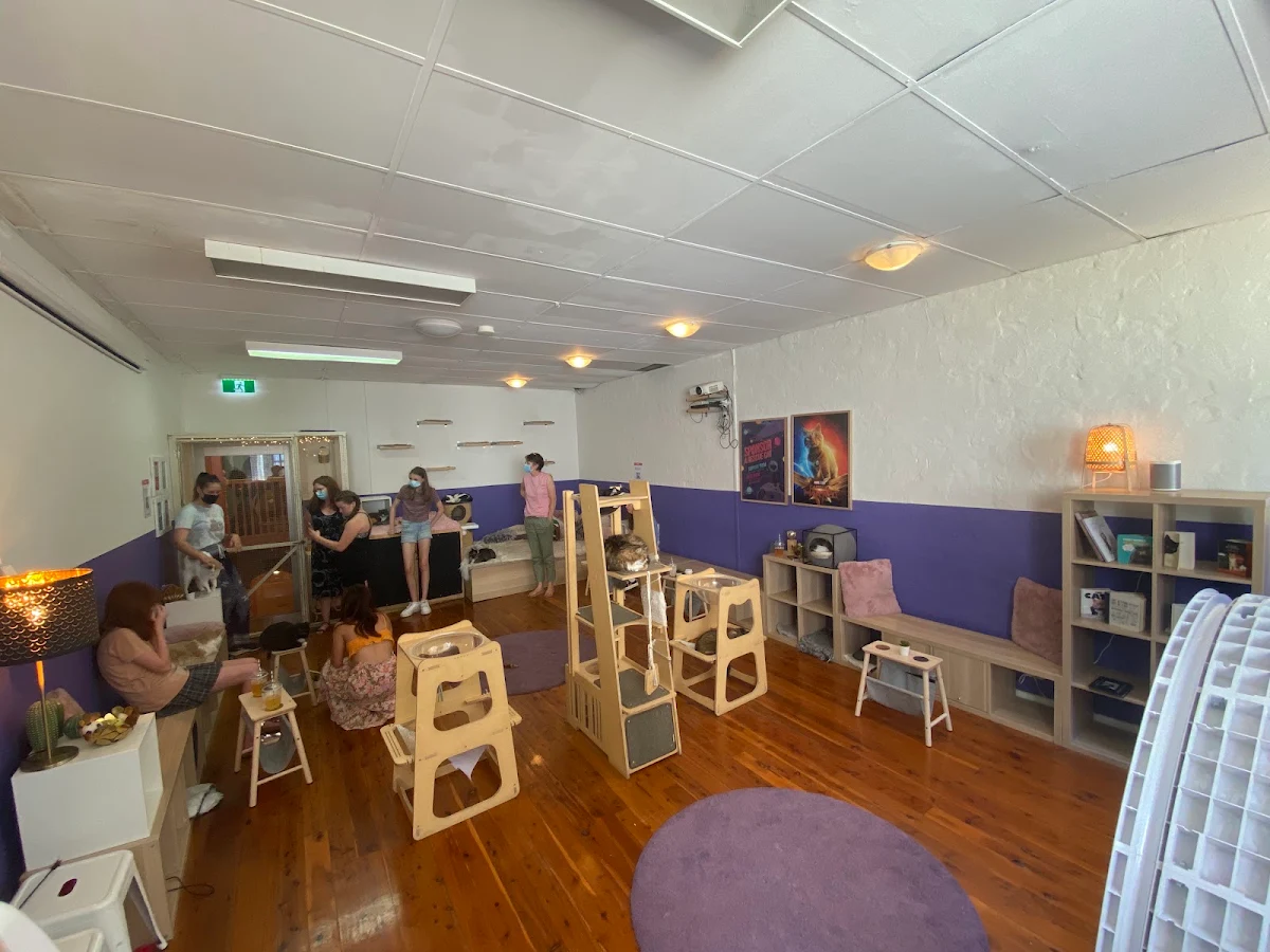 Vibe, Catmosphere Cat Cafe