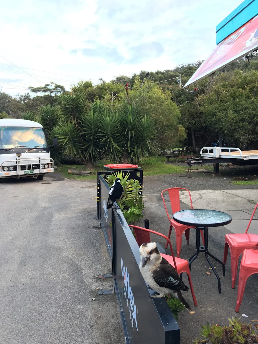 Vibe, Kafe Koala