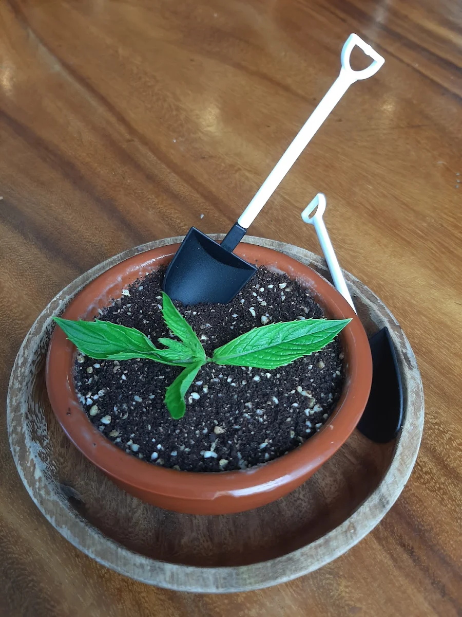 Pot Plant Icecream