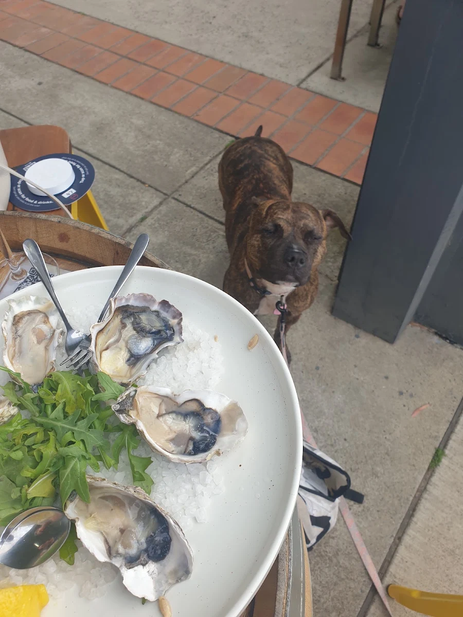 Oysters
