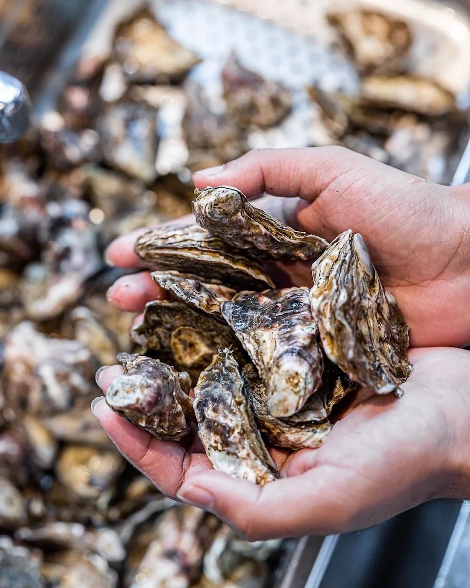 Fresh Oysters
