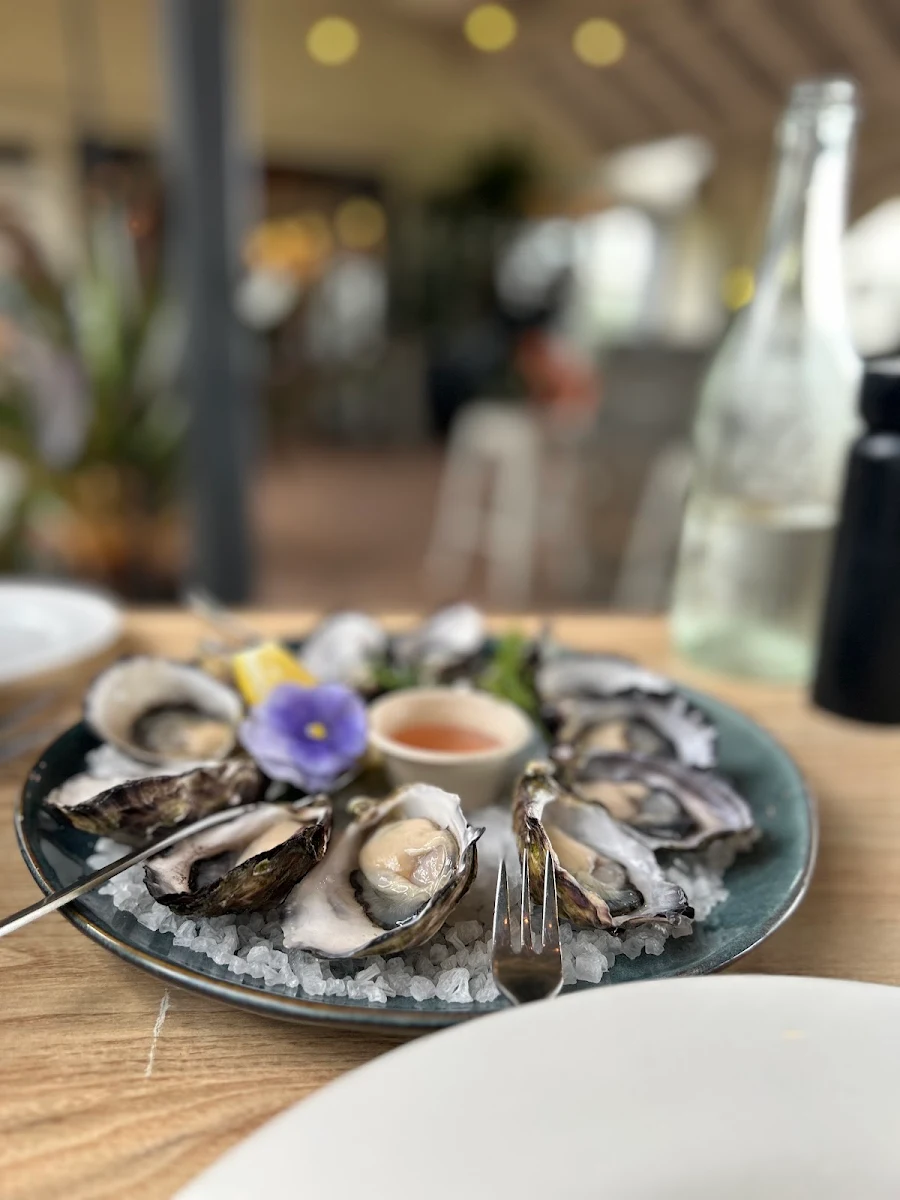 Oysters