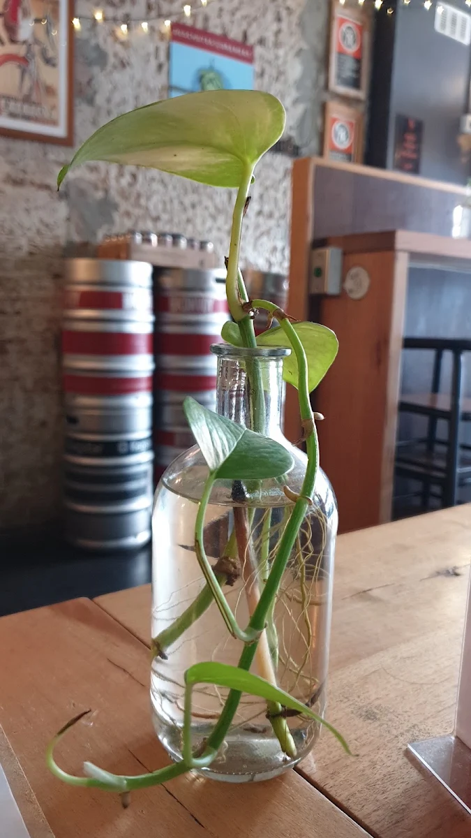 Highlights, The Noble Hops