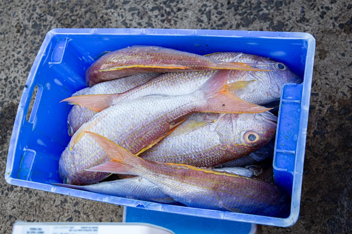 Highlights, Innisfail Seafood