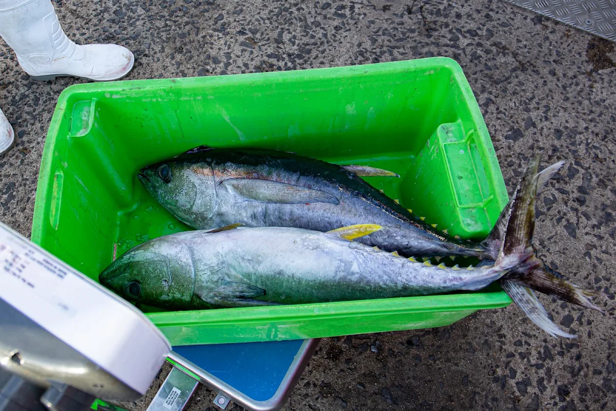 Spanish Mackerel, Innisfail Seafood