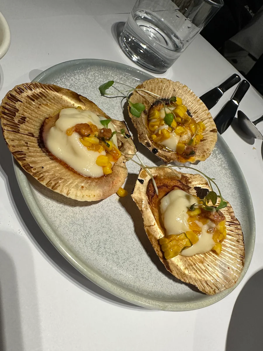 Scallop, Sette Bello