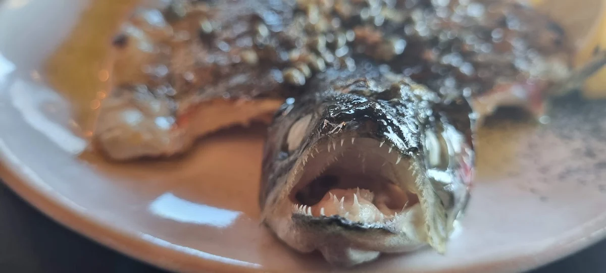 Rainbow Trout, Barangaroo House