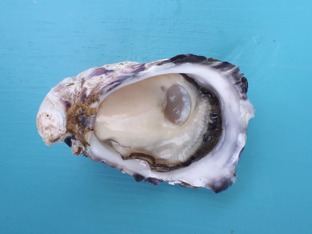 Melshell Oysters