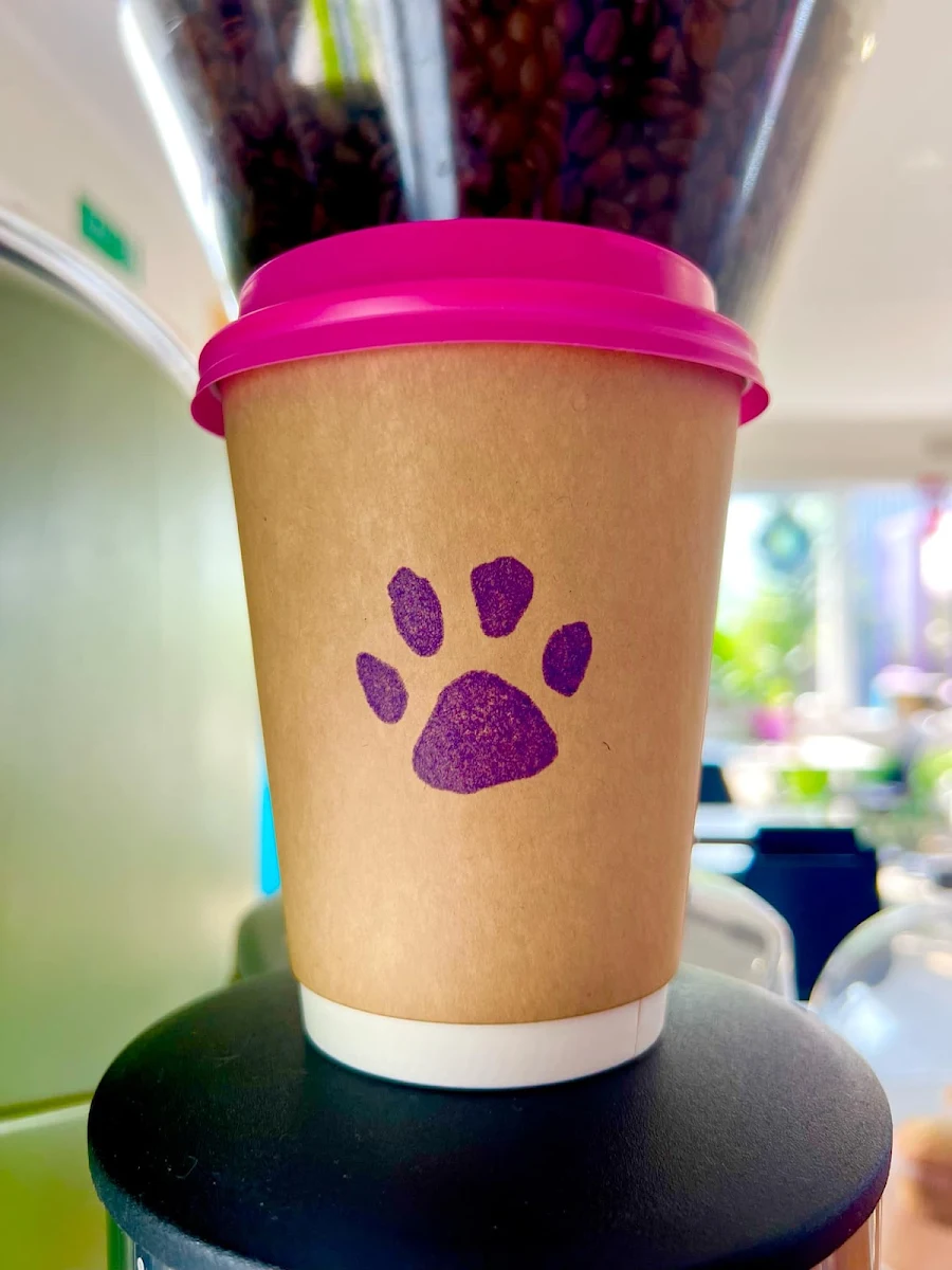 Highlights, Grounded Paws Cat Cafe