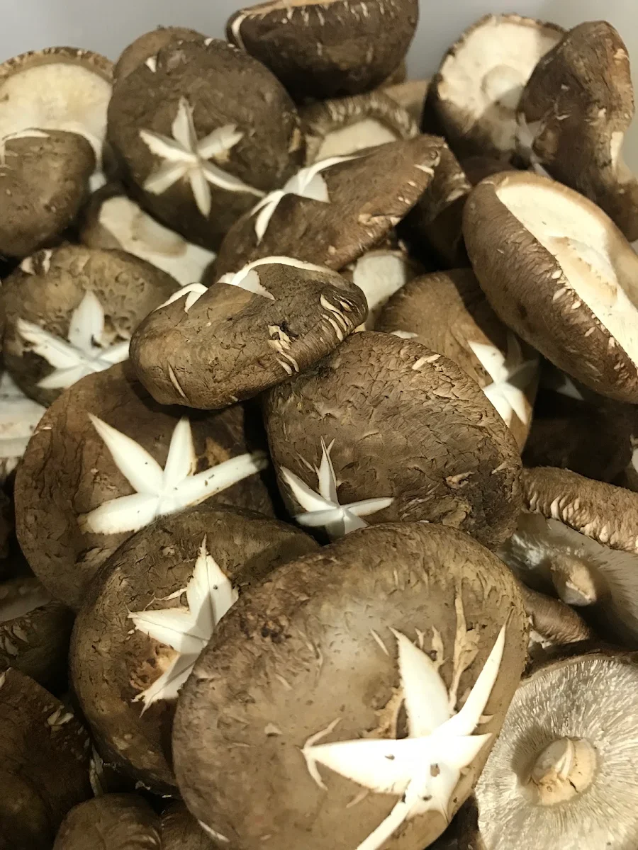 Shiitake Mushroom 3