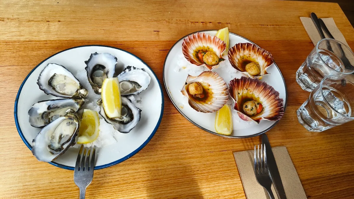 Oysters