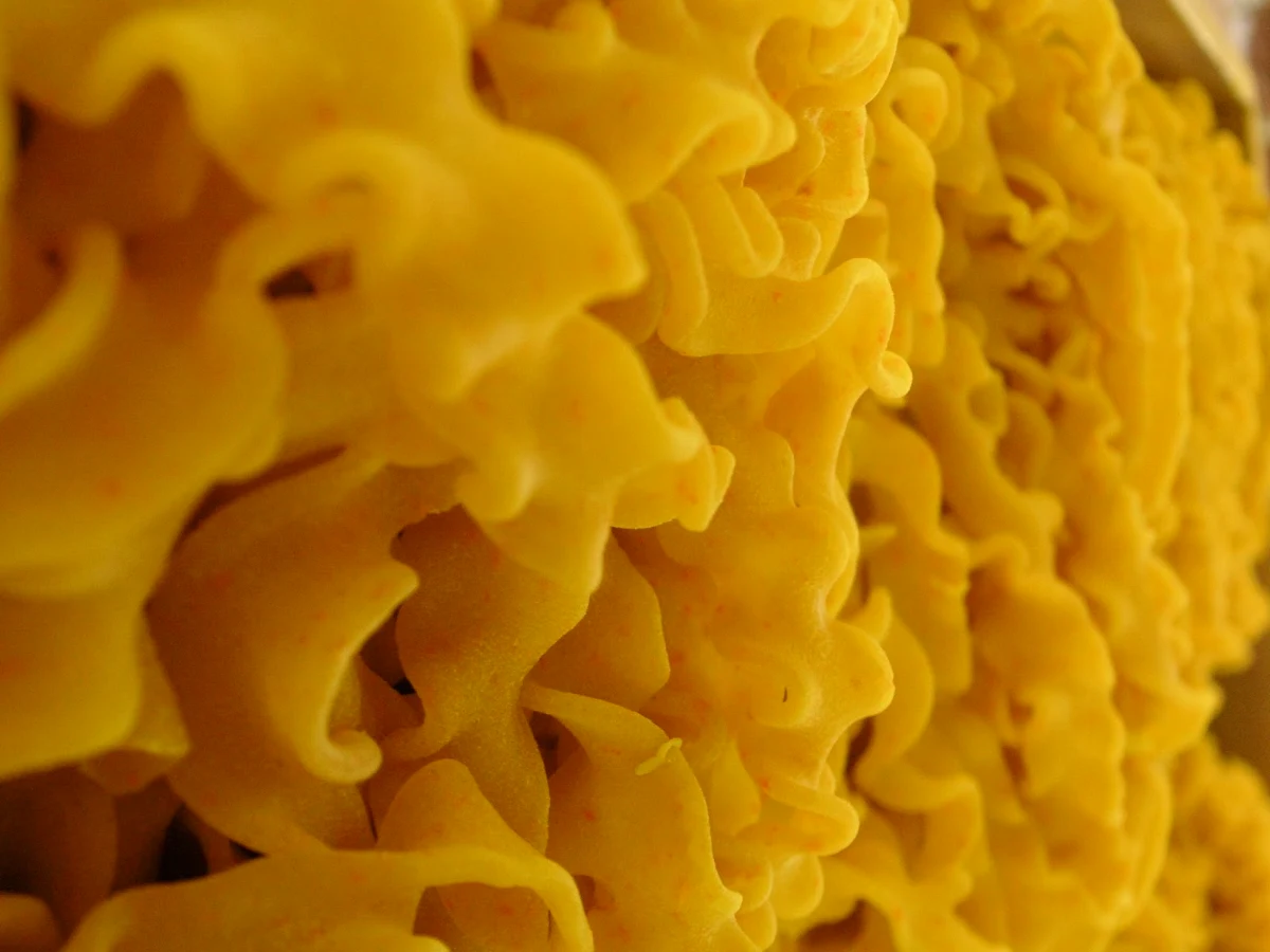 Highlights, Pasta Al Dente