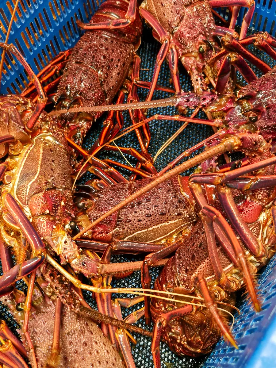 Local Rock Lobster Seafood