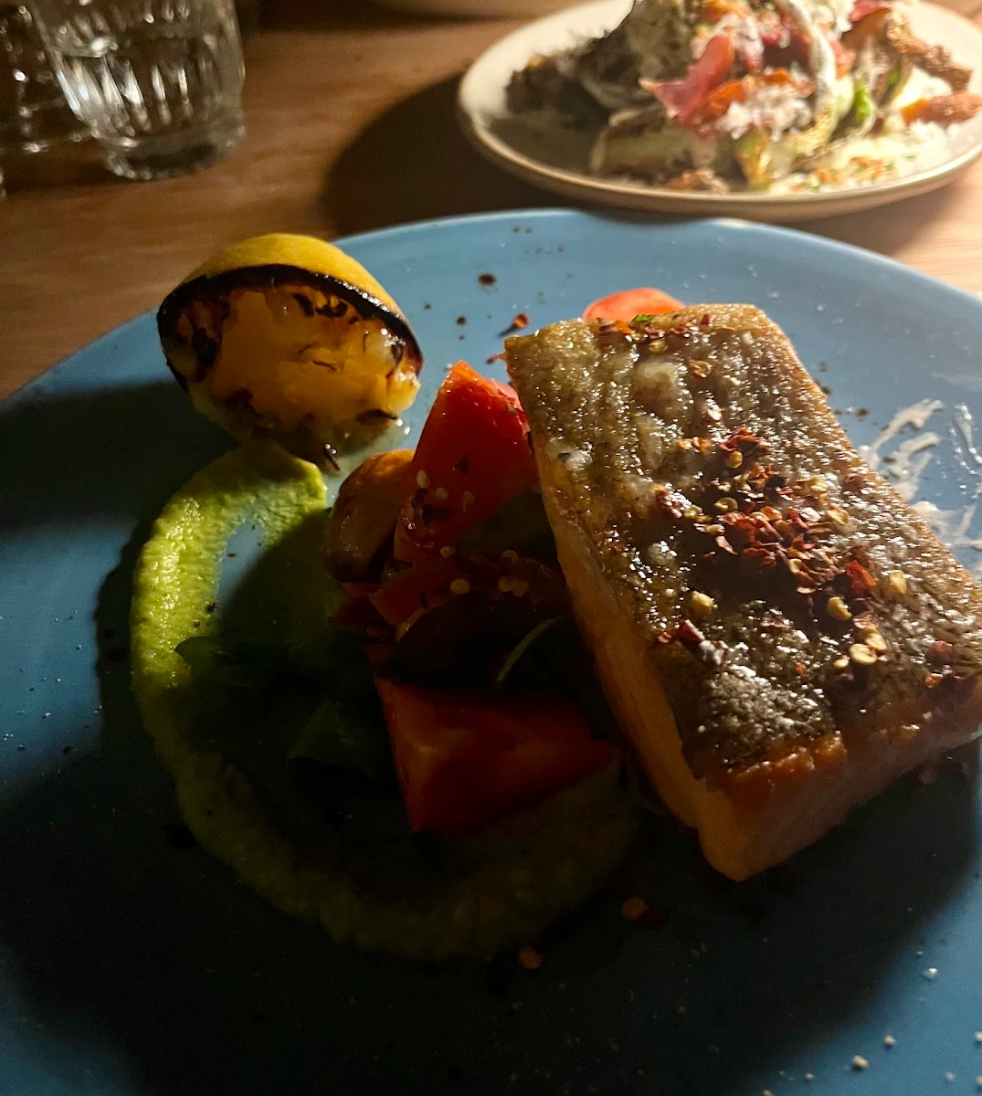 Ocean Trout
