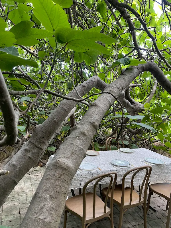 The Fig Tree KI