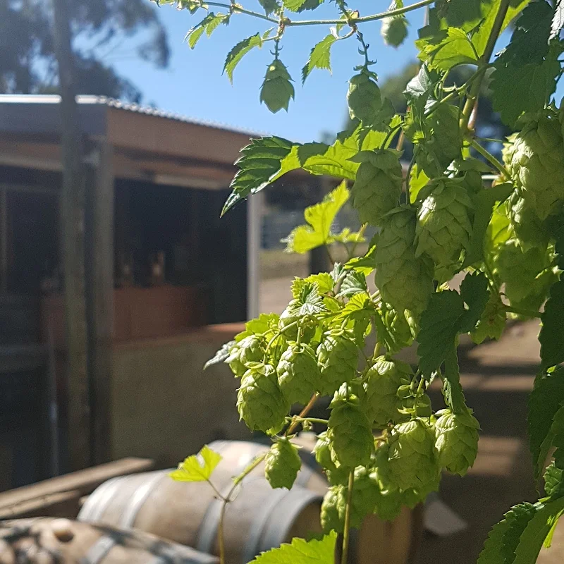 Two Metre Tall Farmhouse Ale & Cider