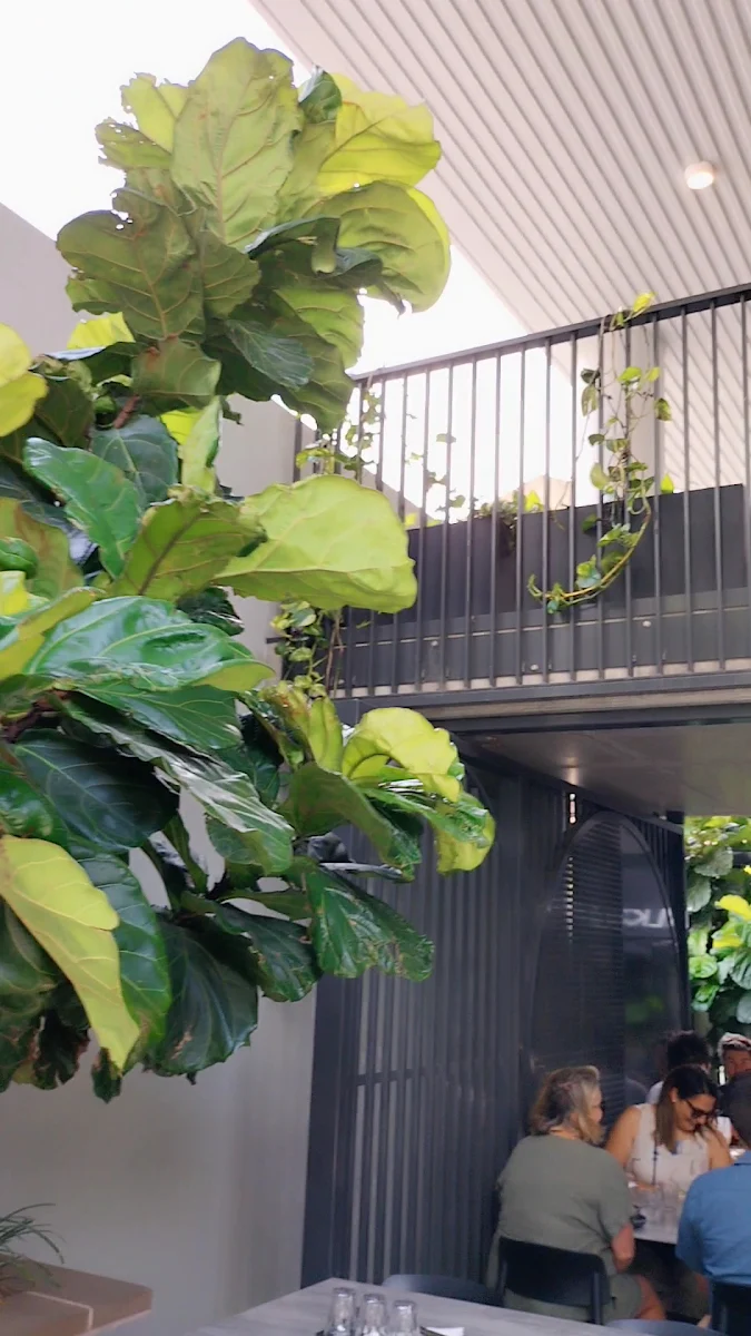 Vibe, Andonis Cafe & Bar, Fortitude Valley