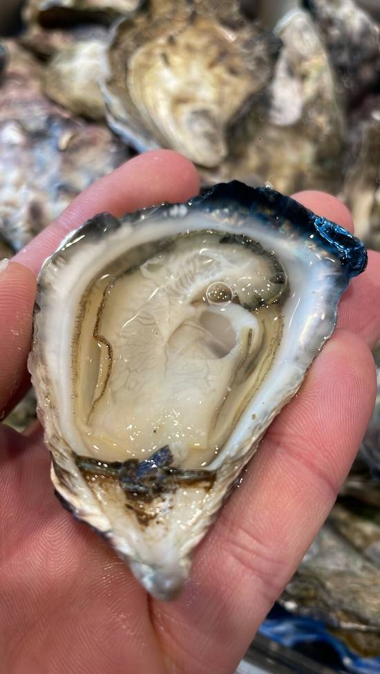 Sydney Rock Oysters